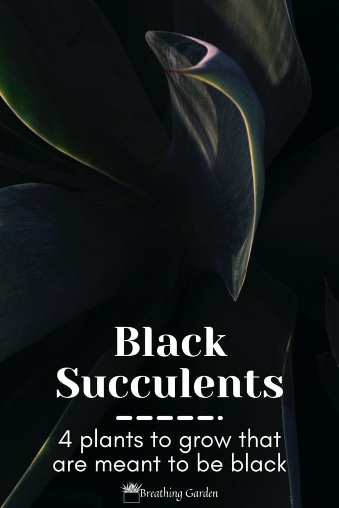Black succulents make great houseplants!