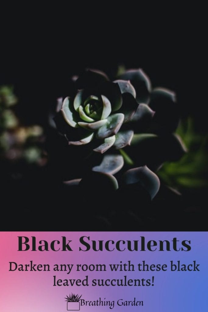 Succulents for the goth or someone that wants to prove alive plants can also be black!