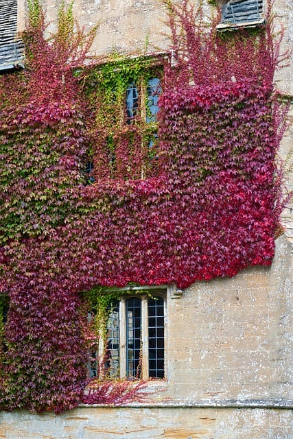 boston ivy on outside of wall