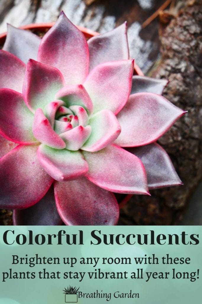 These 10 colorful succulent ideas will have you ready to go out and get a new plant!