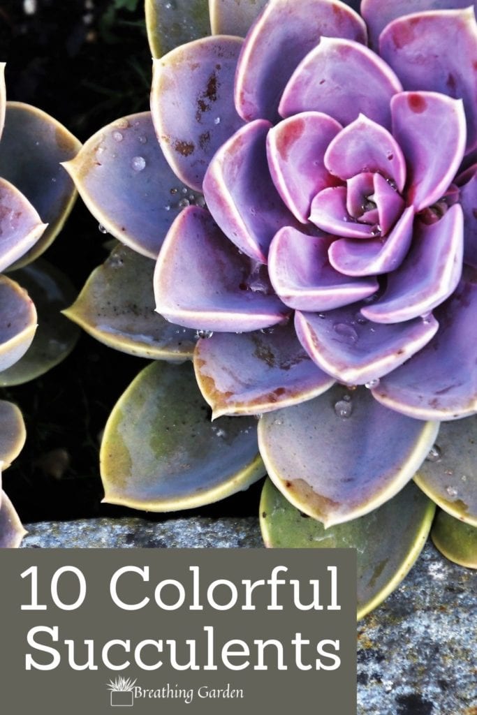 Not all succulents are green! Check out these succulents that are primarily other colors!