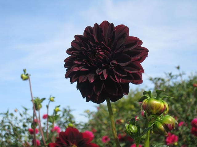 red-brown dahlia