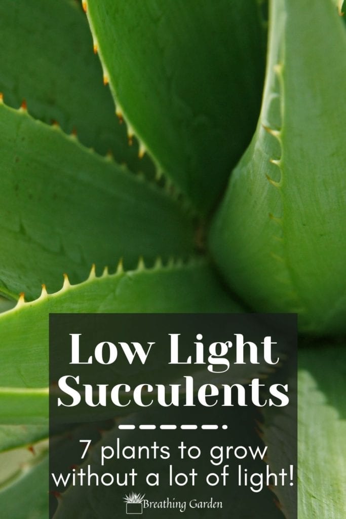 Not all succulents like full sun! Try growing some of these low light succulents.