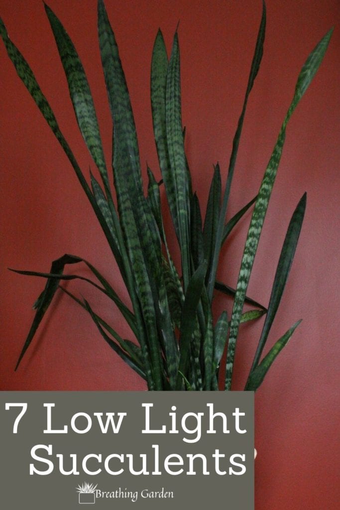 Don't have a lot of sunlight? These succulents will happily thrive in low light areas. 