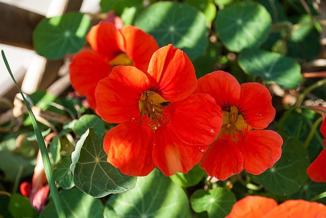 nasturtium flowers red