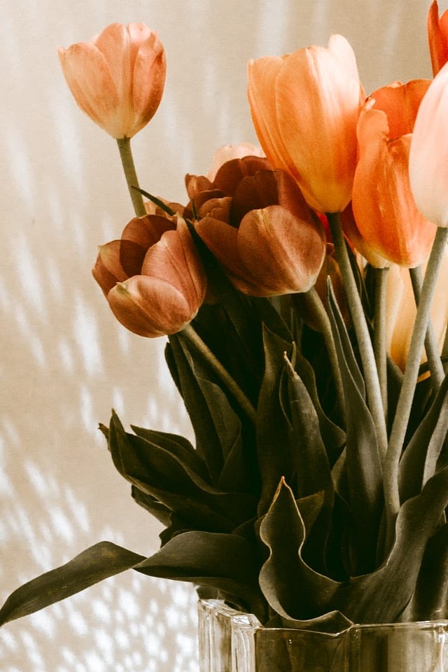brown orange tulip