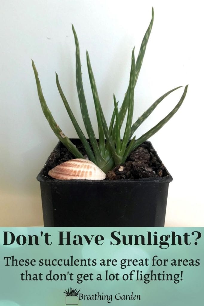 Succulents are great plants, and even better when they don't need full sunlight!