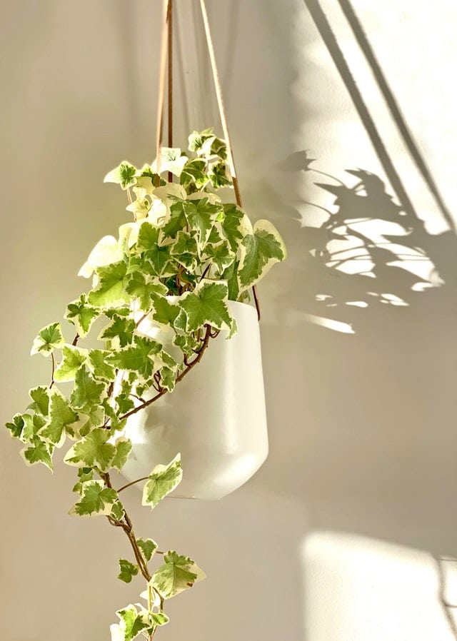 hanging variegated ivy plant