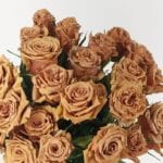 brown roses