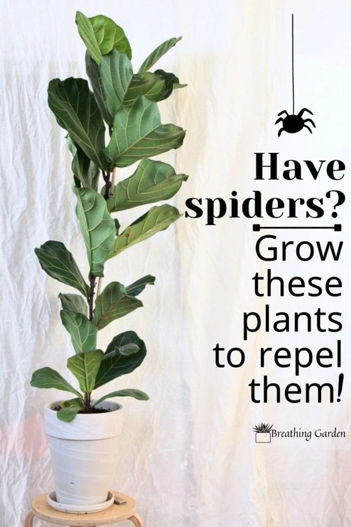 Keep spiders out of your house! Grow these plants to repel them.