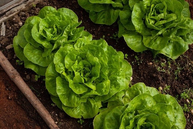 lettuce in box garden
