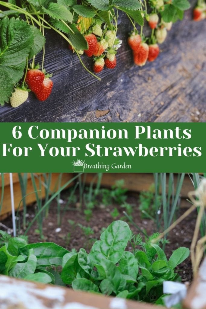 Spinach and borage are great strawberry companion plants. Try out these other plants to grow too!