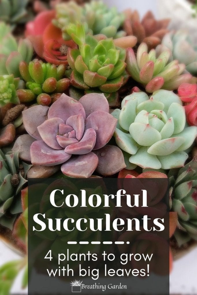 Keep a pop of vibrant color all year long with these colorful succulents.