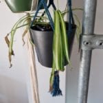 spider plant with brown tips