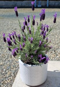 Why Is My Lavender Turning Brown? 4 Causes & How to Save it ...