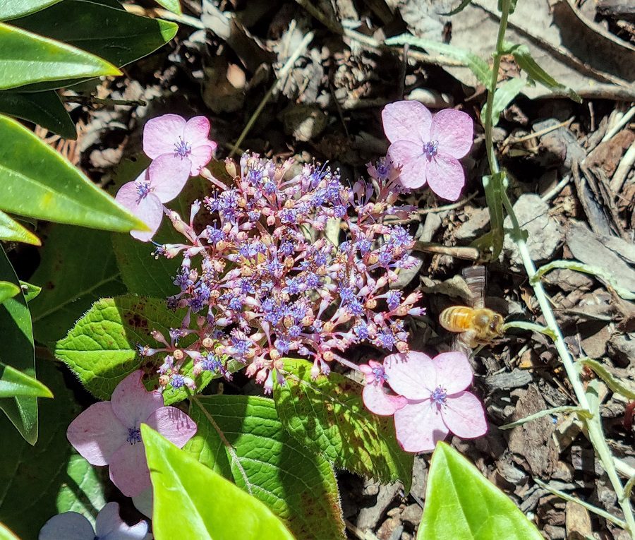 lacecap hydrangea with a bee