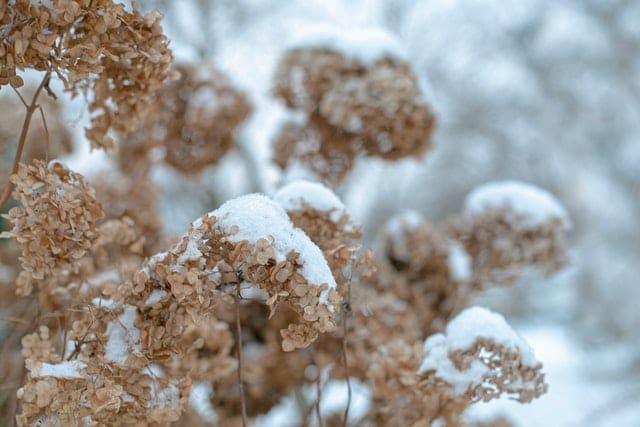 hydrangea in winter