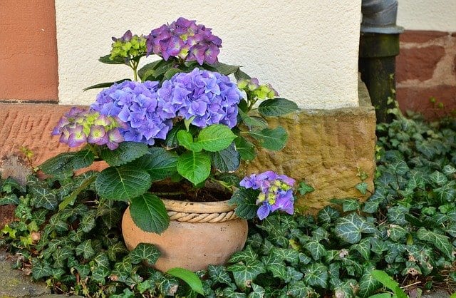 potted blue hydrangea