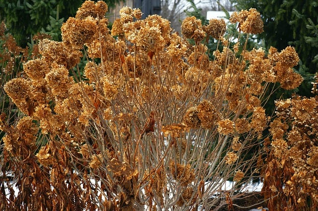 hydrangea in autumn