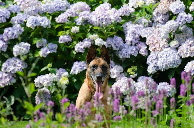 dog in front of hydrangea