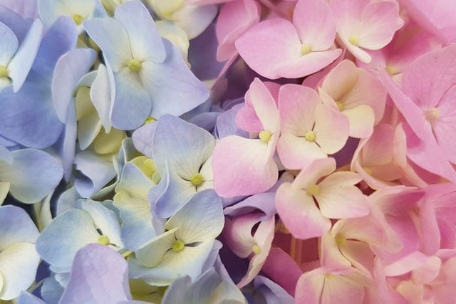 pink and blue hydrangea flowers