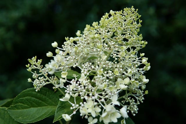panicle hydrangea with only a few flowers
