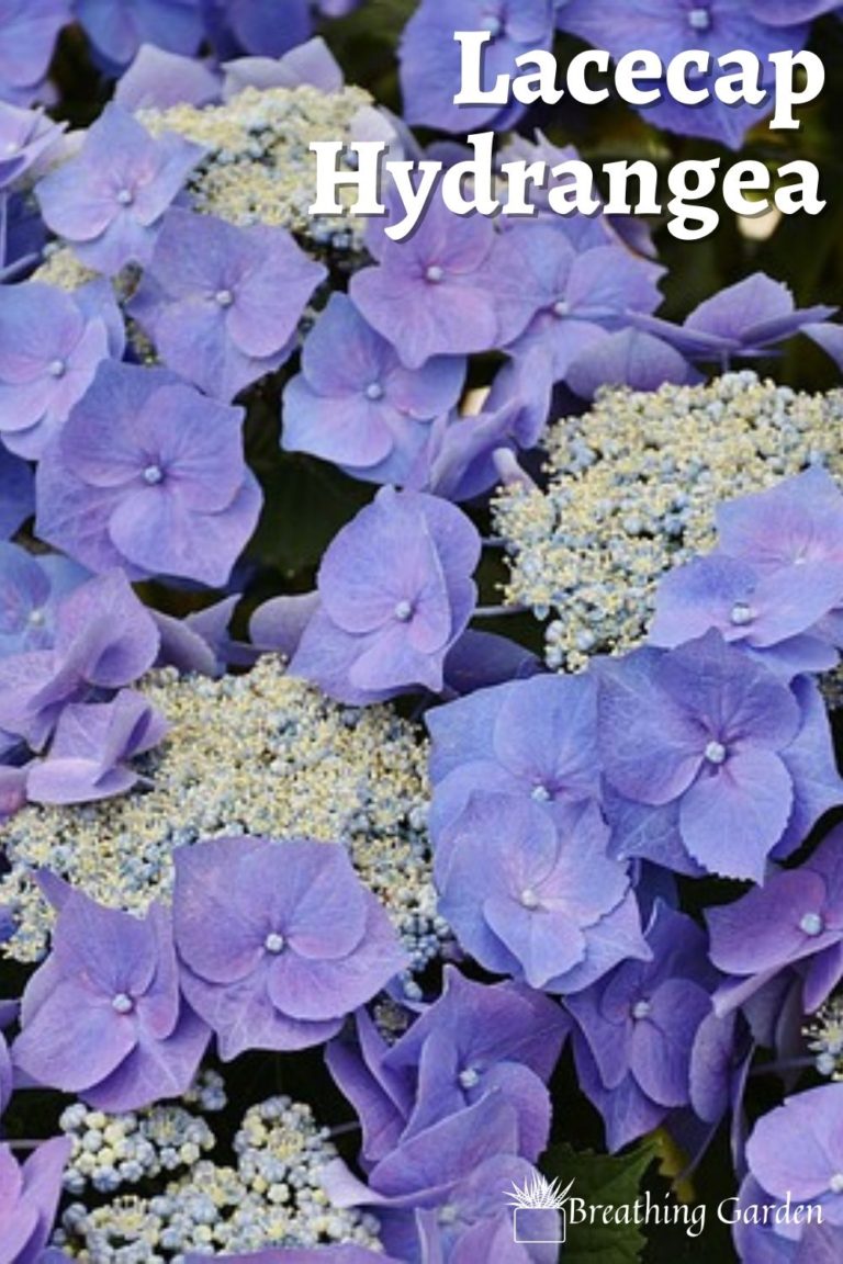 Lacecap Hydrangea: What Makes This Hydrangea Special And How To Care ...