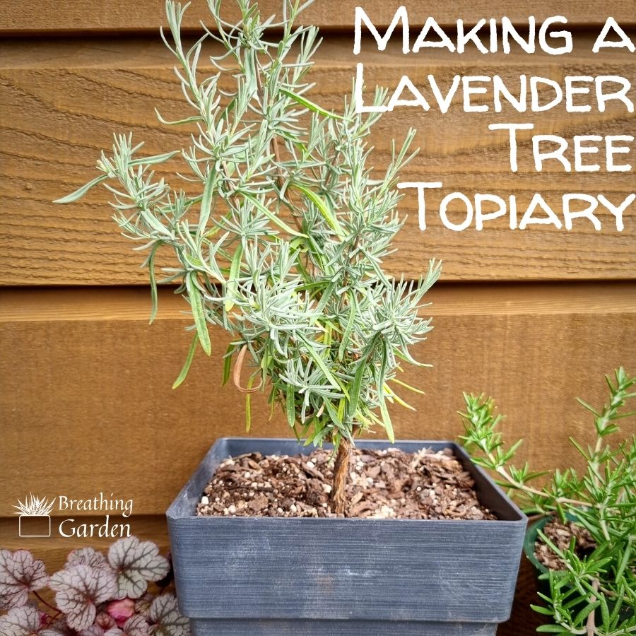 lavender tree topiary