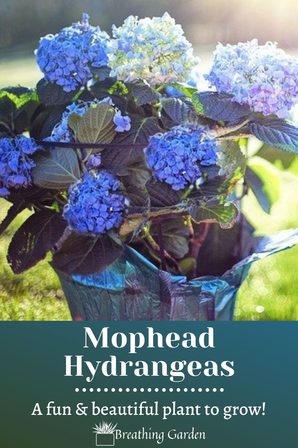 Hydrangea Class The Mophead Hydrangea - Discover Why It's The Most Popular Hydrangea ...