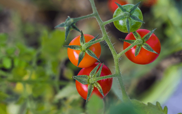 tomatoes ripening