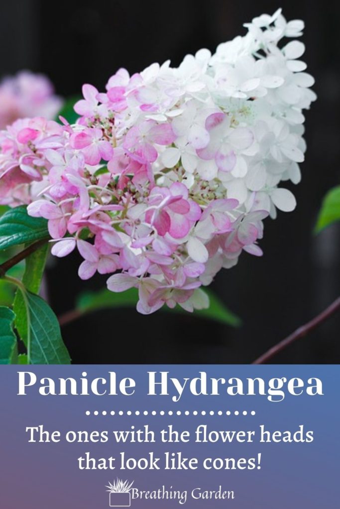 panicle hydrangea pin