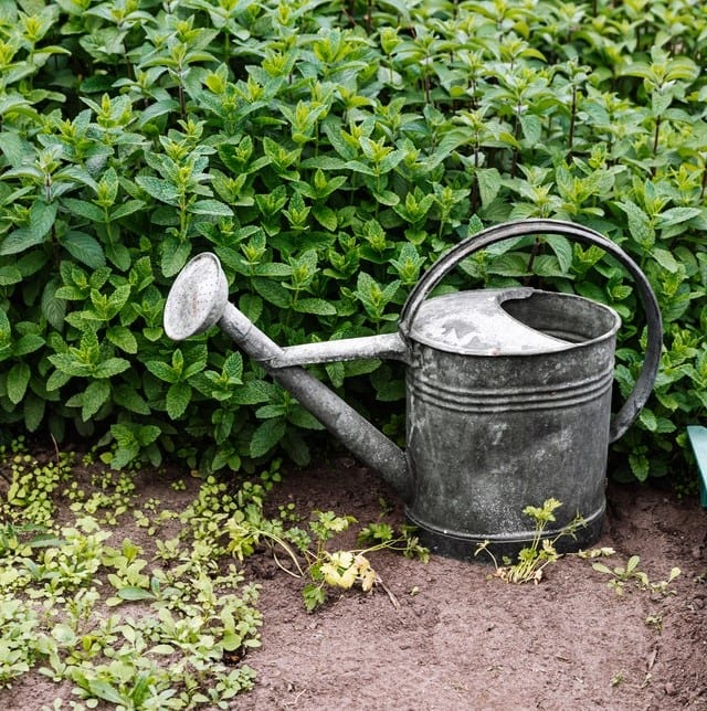 watering can next to plant