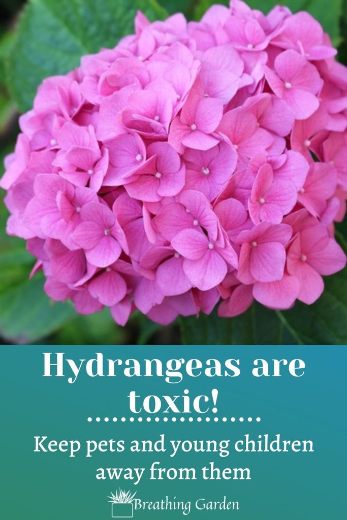 hydrangea toxicity