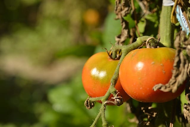tomatoes on a dying vine