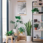 plants in a corner
