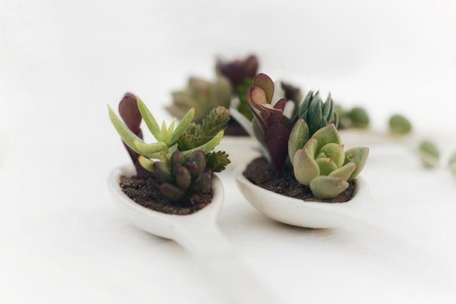 succulents in tiny container