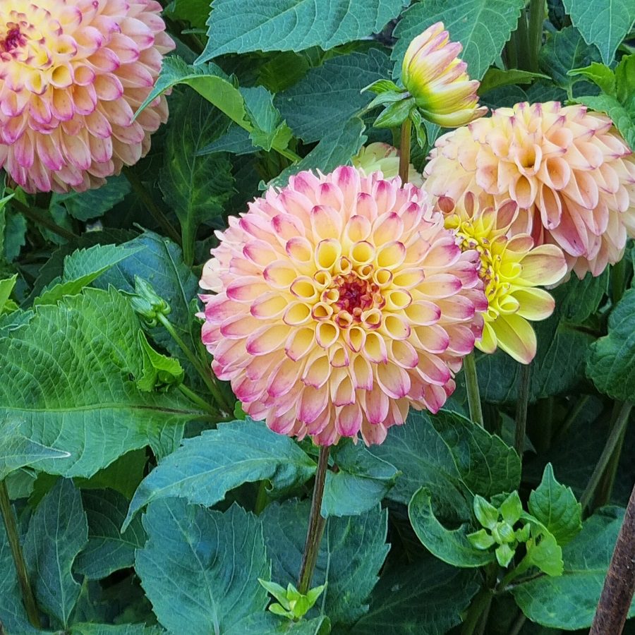 pink and yellow dahlias