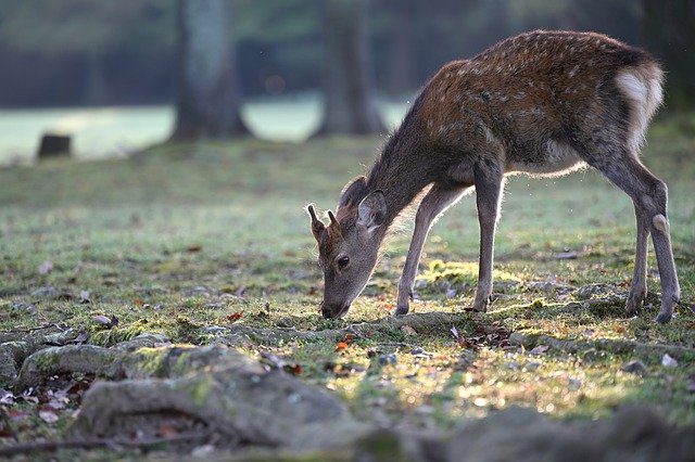 deer sniffing the ground