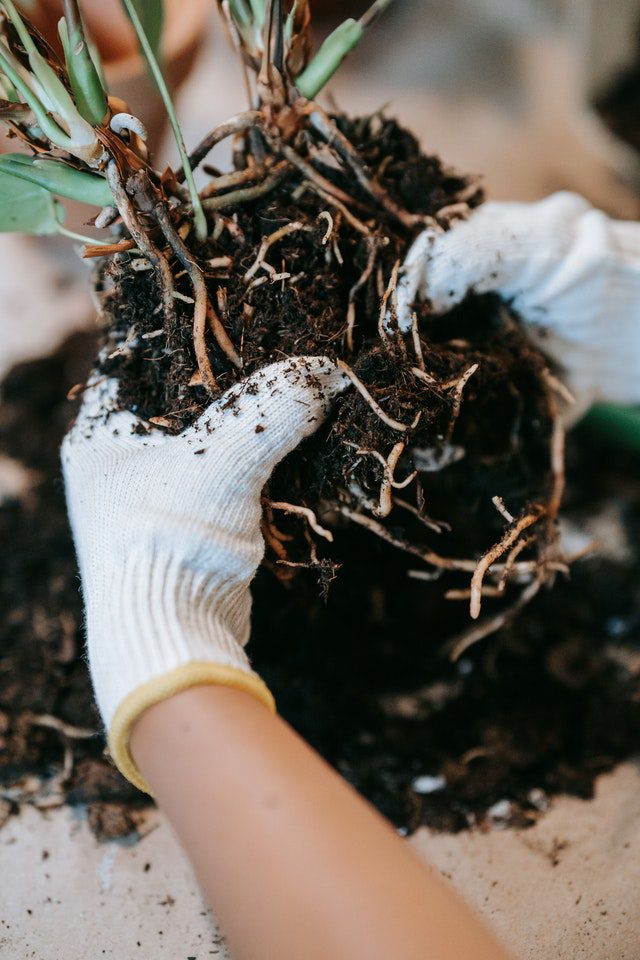 plant roots in soil
