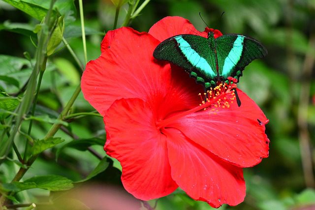 butterfly on a hibiscus