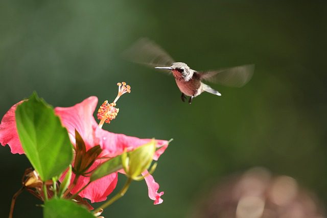 hummingbird and hibiscus