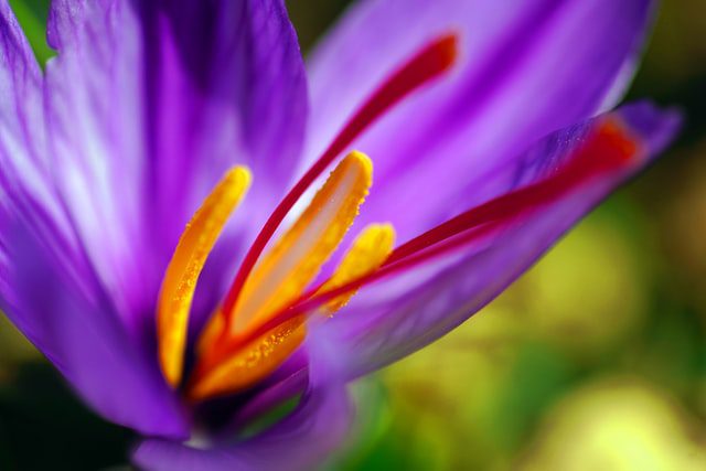 saffron flower close up