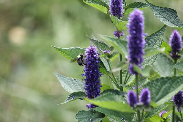 anise hyssop - purple flowering herb