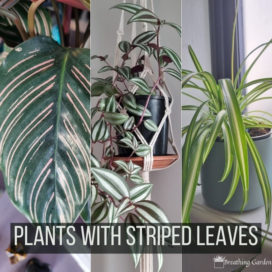 houseplants with striped leaves