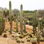 cacti in desert