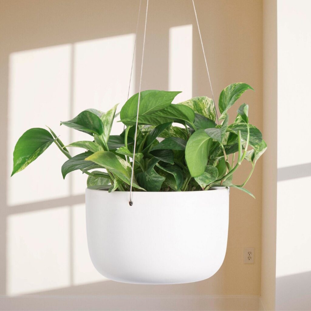 ceramic hanging planter