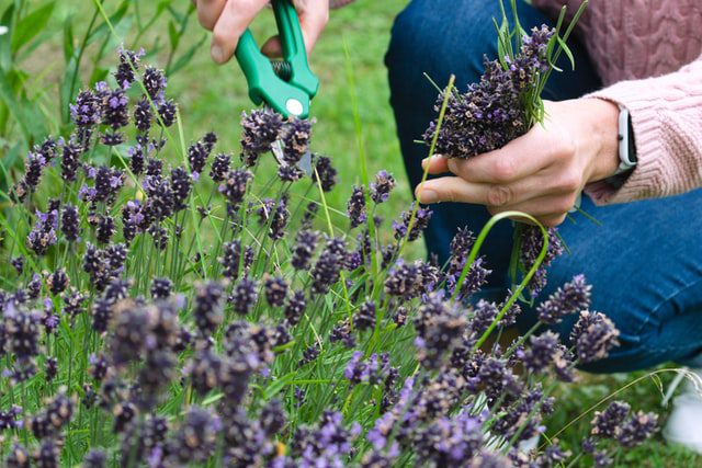 woman pruning lavender