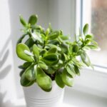jade plant in window