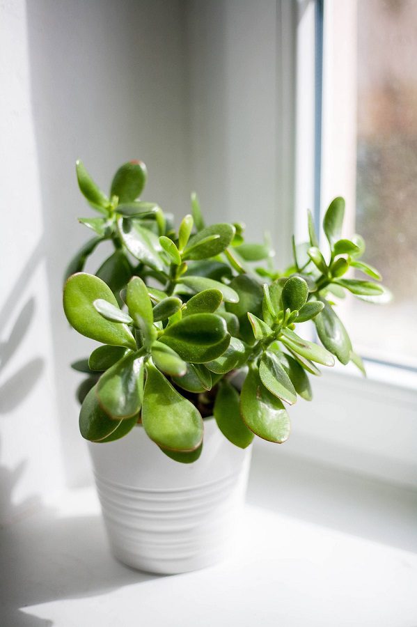 jade plant in window