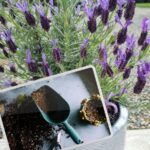 potting soil for lavender